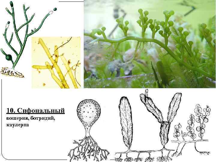 10. Сифональный вошерия, ботридий, каулерпа 