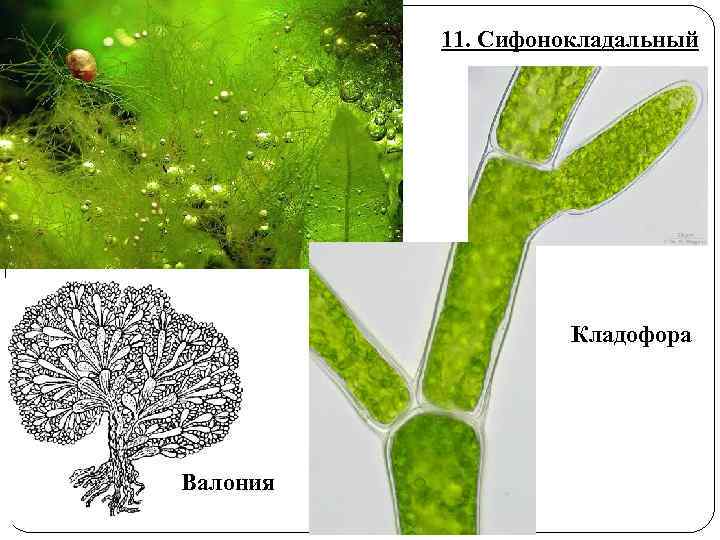 11. Сифонокладальный Кладофора Валония 