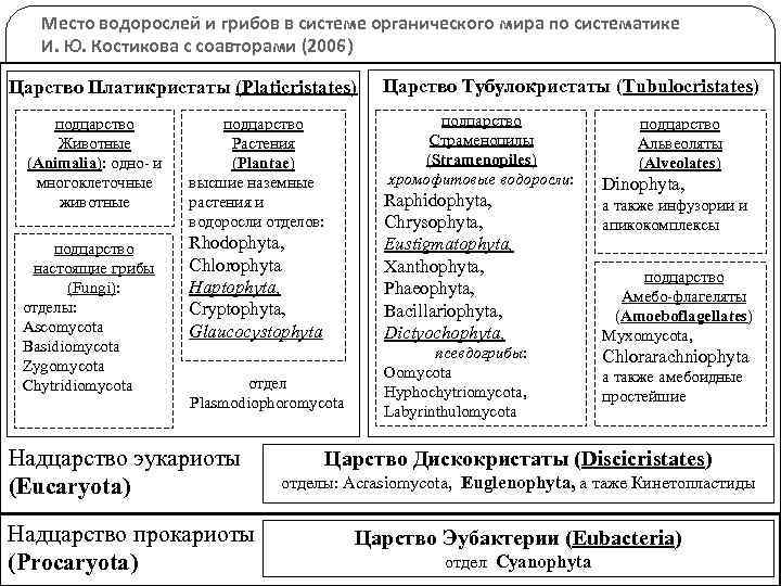 Современная система органического мира схема