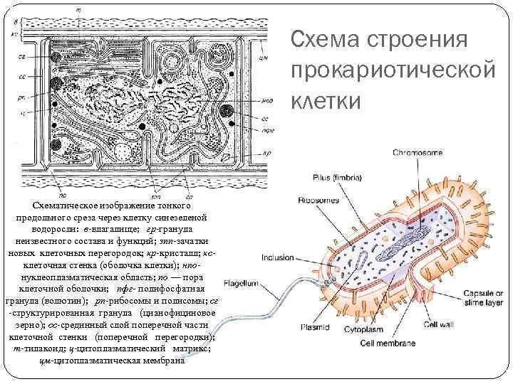 Схема прокариотической клетки