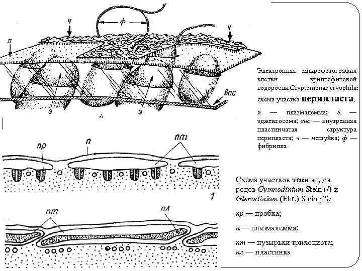 Электронная микрофотография клетки криптофитовой водоросли Cryptomonas cryophila: схема участка перипласта, п — плазмалемма; э