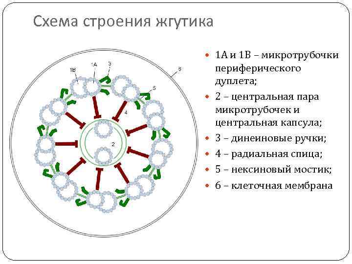 Схема строения жгутика 1 А и 1 В – микротрубочки периферического дуплета; 2 –