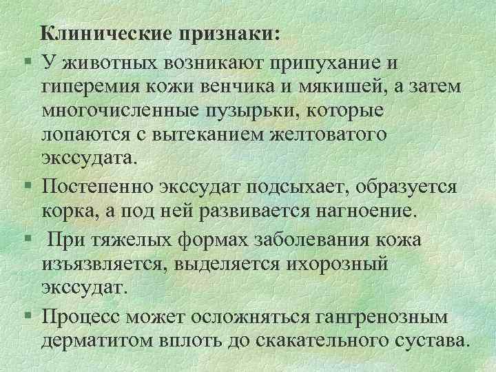 Клинические признаки: § У животных возникают припухание и гиперемия кожи венчика и мякишей, а