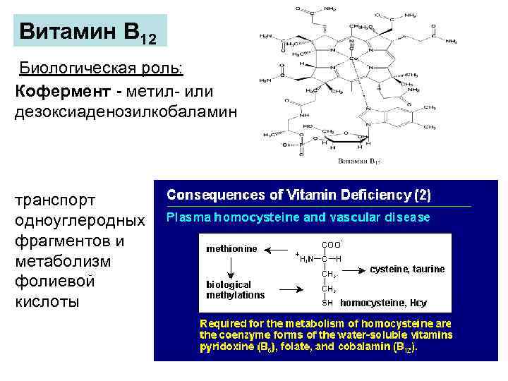 Коферменты витаминов