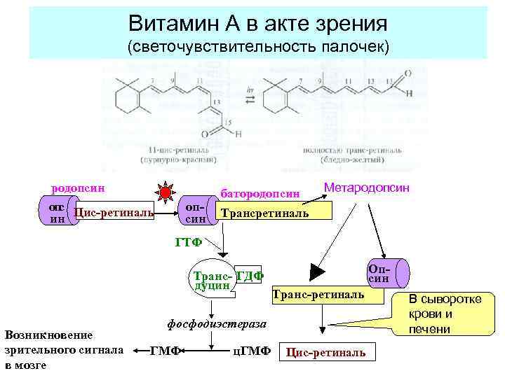 Пигмент родопсин витамин