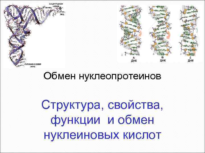 Обмен нуклеопротеинов Структура, свойства, функции и обмен нуклеиновых кислот 