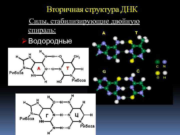 Вторичная структура ДНК Силы, стабилизирующие двойную спираль: Ø Водородные 