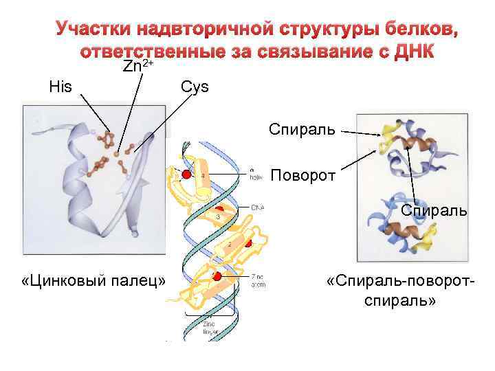 Участки надвторичной структуры белков, ответственные за связывание с ДНК Zn 2+ His Cys Спираль