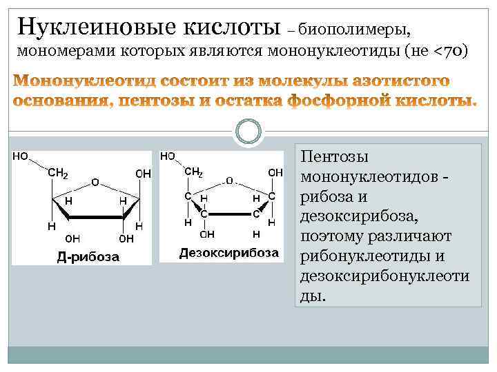 Нуклеиновые кислоты – биополимеры, мономерами которых являются мононуклеотиды (не <70) Пентозы мононуклеотидов рибоза и