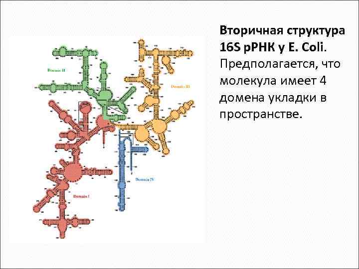 Вторичная структура 16 S р. РНК у E. Coli. Предполагается, что молекула имеет 4