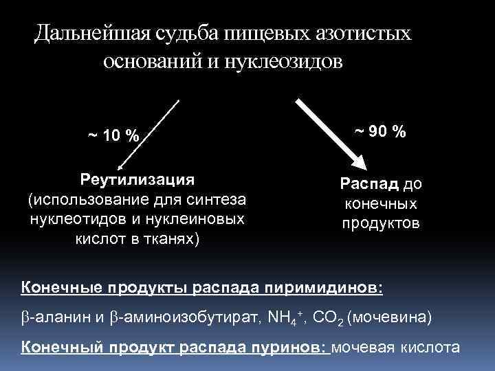 Дальнейшая судьба пищевых азотистых оснований и нуклеозидов ~ 10 % Реутилизация (использование для синтеза