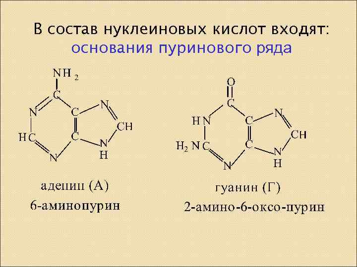 Нуклеиновая кислота входящая в состав хромосом. Пуриновые основания входят в состав нуклеиновых кислот. Нуклеопротеиды структура. Нуклеопротеиды биологическая роль. Нуклеопротеин формула.