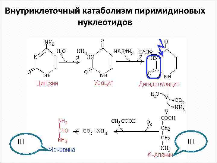 Внутриклеточный катаболизм пиримидиновых нуклеотидов !!! 