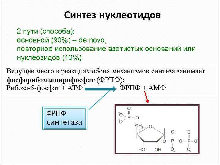 Синтез нуклеотидов 2 пути (способа): основной (90%) – de novo, повторное использование азотистых оснований