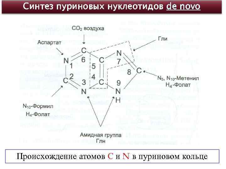 Синтез пуриновых нуклеотидов de novo Происхождение атомов С и N в пуриновом кольце 