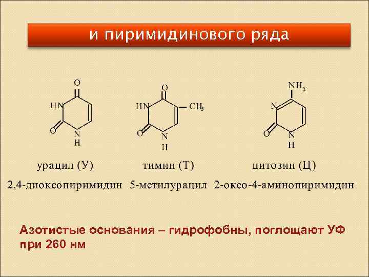 и пиримидинового ряда Азотистые основания – гидрофобны, поглощают УФ при 260 нм 