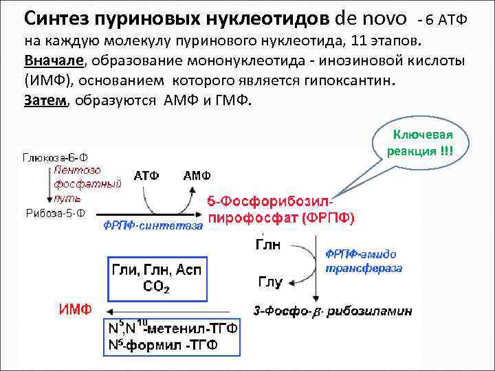 Синтез пуриновых нуклеотидов de novo - 6 АТФ на каждую молекулу пуринового нуклеотида, 11