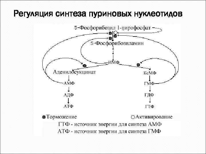 Регуляция синтеза пуриновых нуклеотидов 