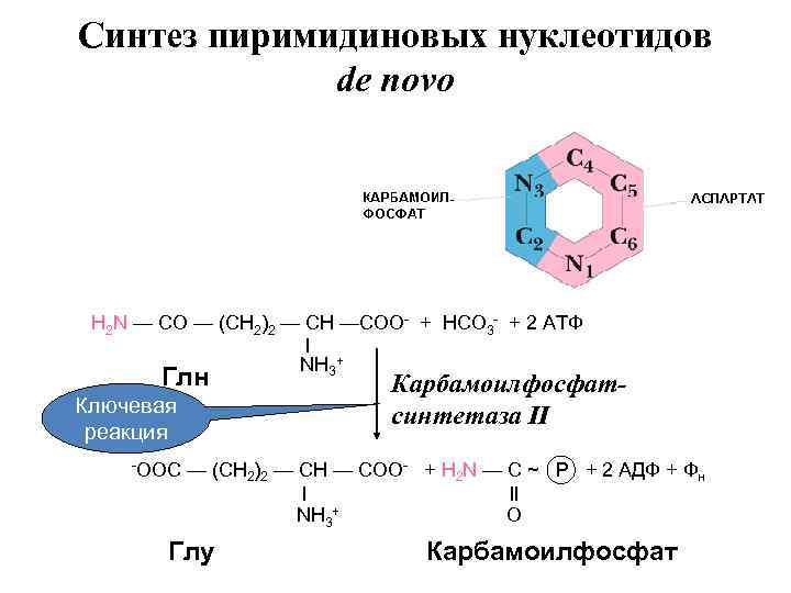 Синтез пиримидиновых нуклеотидов de novo H 2 N — CO — (CH 2)2 —