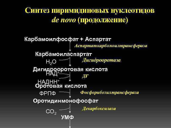 Синтез пиримидиновых нуклеотидов de novo (продолжение) Карбамоилфосфат + Аспартаткарбомоилтрансфераза Карбамоиласпартат Дигидрооротаза Н 2 О