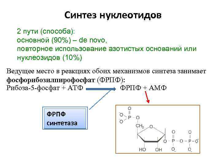 Синтез нуклеотидов 2 пути (способа): основной (90%) – de novo, повторное использование азотистых оснований