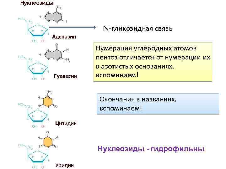 N-гликозидная связь Нумерация углеродных атомов пентоз отличается от нумерации их в азотистых основаниях, вспоминаем!