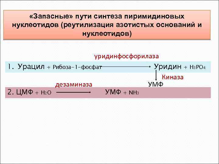  «Запасные» пути синтеза пиримидиновых нуклеотидов (реутилизация азотистых оснований и нуклеотидов) уридинфосфорилаза 1. Урацил