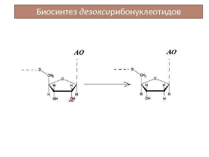 Биосинтез дезоксирибонуклеотидов 