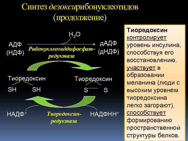 Синтез дезоксирибонуклеотидов (продолжение) H 2 O д. АДФ Рибонуклеозиддифосфат- (д. НДФ) (НДФ) редуктаза Тиоредоксин