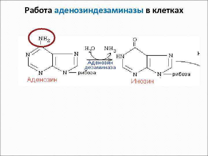 Работа аденозиндезаминазы в клетках 