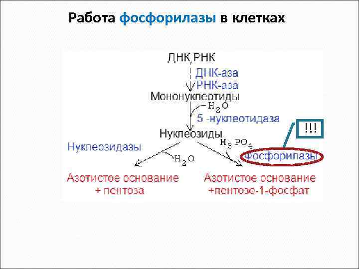 Работа фосфорилазы в клетках !!! 