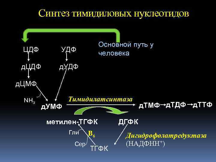 Тимидиловый нуклеотид. Синтез ДТМФ биохимия. Синтез тимидиновый нуклеотидов. Синтез тимидиловых нуклеотидов. Тимидилатсинтаза.