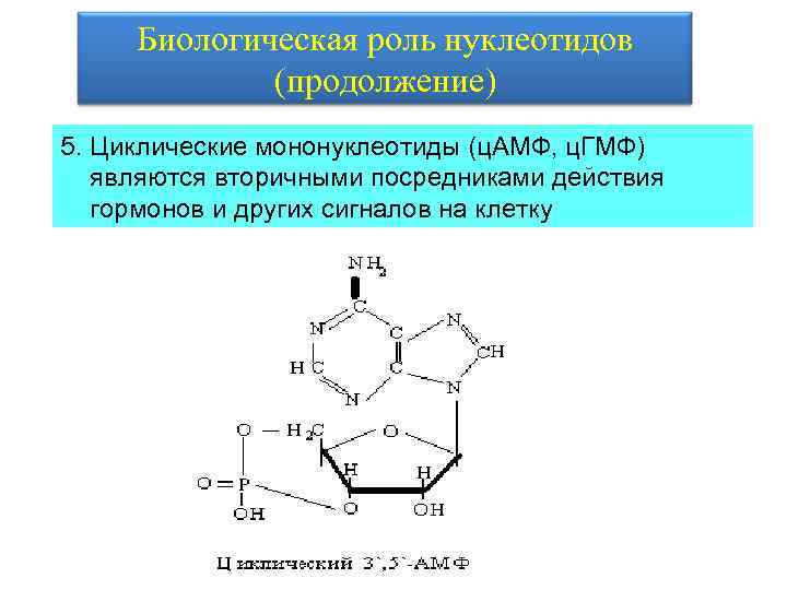 Биологическая роль нуклеотидов (продолжение) 5. Циклические мононуклеотиды (ц. АМФ, ц. ГМФ) являются вторичными посредниками