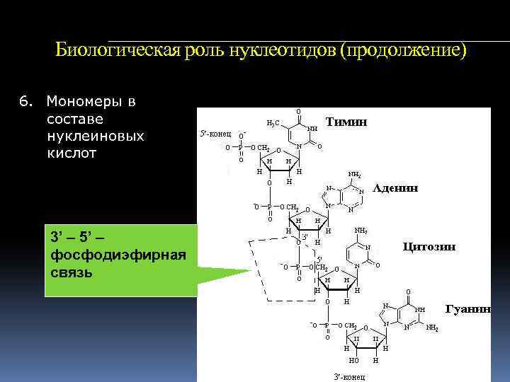 Биологическая роль нуклеотидов (продолжение) 6. Мономеры в составе нуклеиновых кислот 3’ – 5’ –