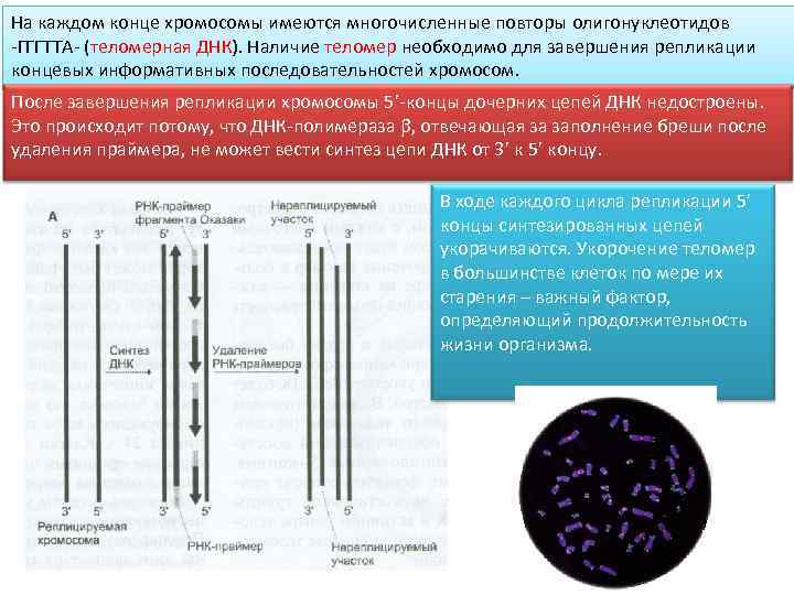 На каждом конце хромосомы имеются многочисленные повторы олигонуклеотидов -ГГГТТА- (теломерная ДНК). Наличие теломер необходимо
