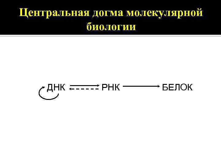 Центральная догма молекулярной биологии ДНК РНК БЕЛОК 