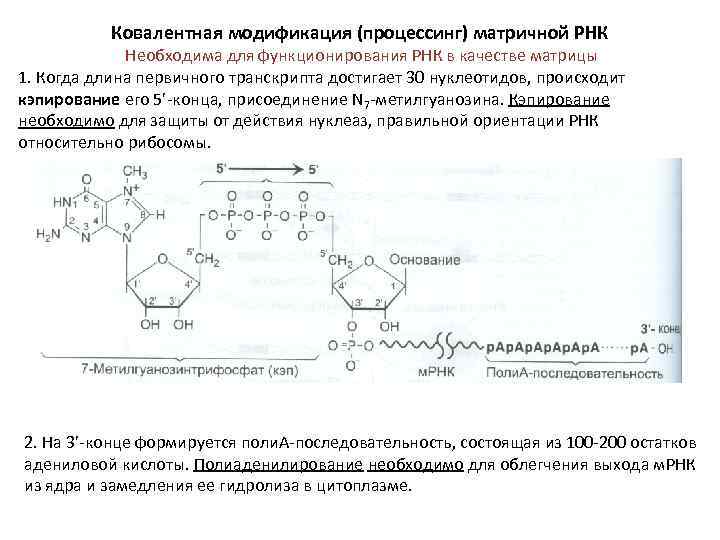 Ковалентная модификация (процессинг) матричной РНК Необходима для функционирования РНК в качестве матрицы 1. Когда