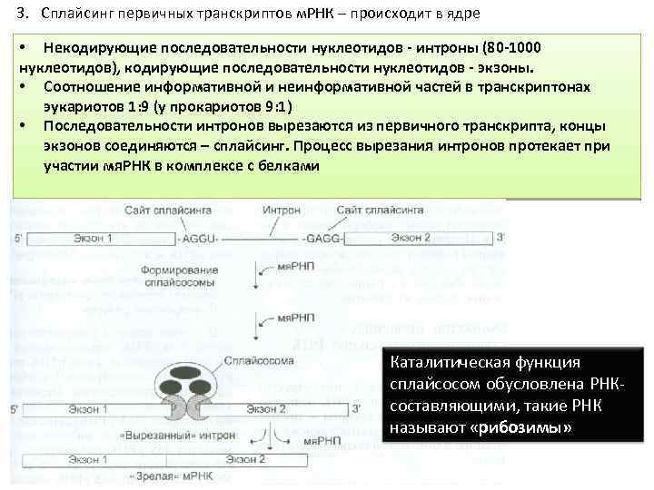 3. Сплайсинг первичных транскриптов м. РНК – происходит в ядре • Некодирующие последовательности нуклеотидов