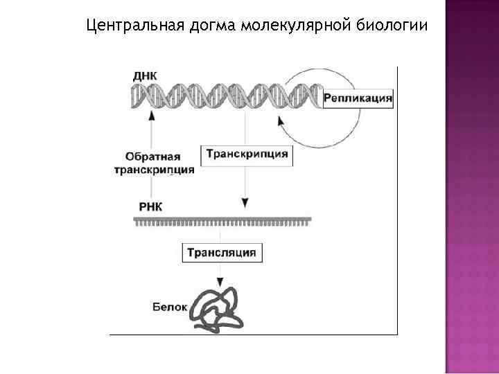 Какая схема соответствует главному постулату или центральной догме молекулярной биологии