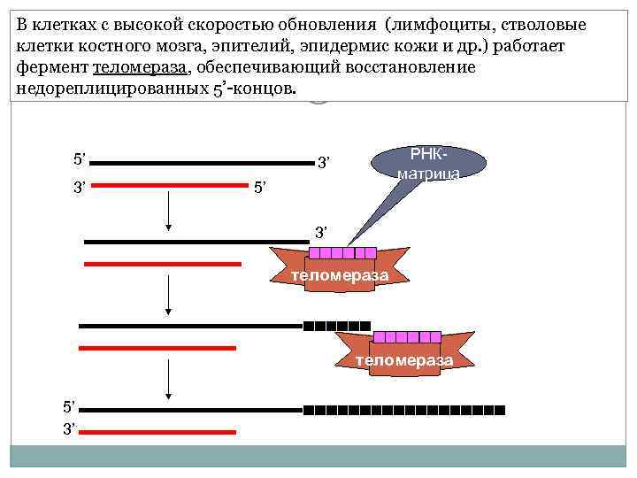 В клетках с высокой скоростью обновления (лимфоциты, стволовые клетки костного мозга, эпителий, эпидермис кожи