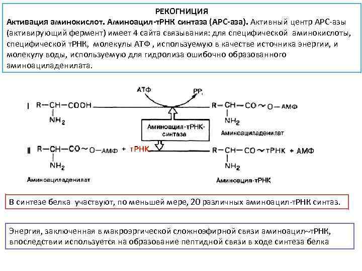 Фермент участвующий в рекогниции. Этапы активации аминокислот рекогниция роль аминоацил. Этап активации аминокислот рекогниция. Активация аминокислот при синтезе белка. Активация и рекогниция аминокислот биохимия.