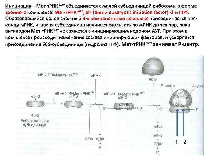 Инициация – Мет-т. РНКiмет объединяется с малой субъединицей рибосомы в форме тройного комплекса: Мет-т.
