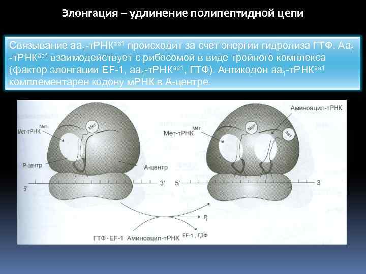 Элонгация – удлинение полипептидной цепи Связывание аа 1 -т. РНКаа 1 происходит за счет