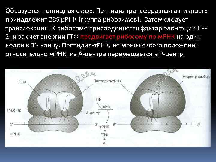 Образуется пептидная связь. Пептидилтрансферазная активность принадлежит 28 S р. РНК (группа рибозимов). Затем следует