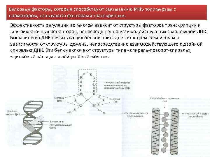 Белковые факторы, которые способствуют связыванию РНК-полимеразы с промотором, называются факторами транскрипции. Эффективность регуляции во