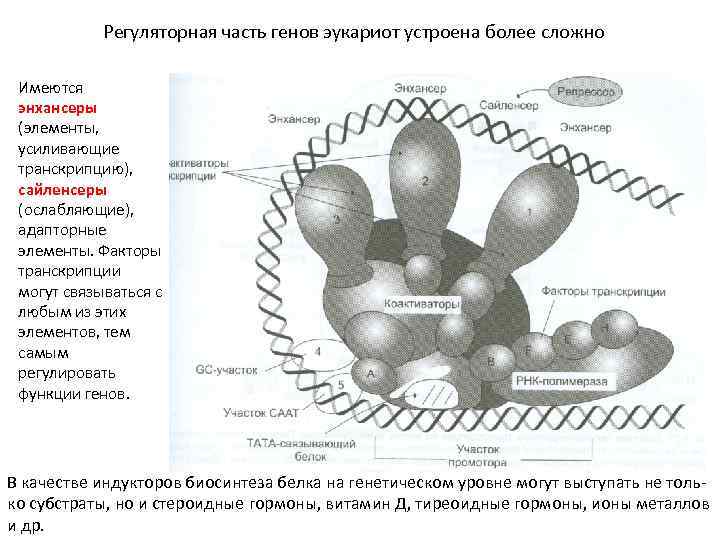 Регуляторная часть генов эукариот устроена более сложно Имеются энхансеры (элементы, усиливающие транскрипцию), сайленсеры (ослабляющие),