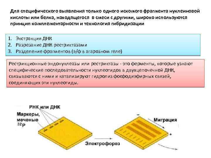 Для специфического выявления только одного искомого фрагмента нуклеиновой кислоты или белка, находящегося в смеси