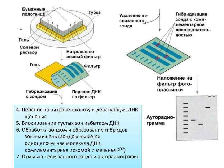 4. Перенос на нитроцеллюлозу и денатурация ДНК щелочью 5. Блокирование пустых зон избытком ДНК