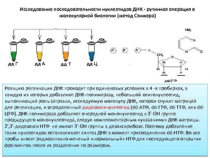 Участок днк с определенной последовательностью нуклеотидов. Изучение последовательности нуклеотидов в клетке метод. Изучение последовательности нуклеотидов ДНК. Метод изучения последовательности нуклеотидов. Изучение последовательности нуклеотидов молекулы ДНК метод.