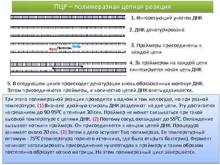 ПЦР – полимеразная цепная реакция 1. Интересующий участок ДНК 2. ДНК денатурирована 3. Праймеры